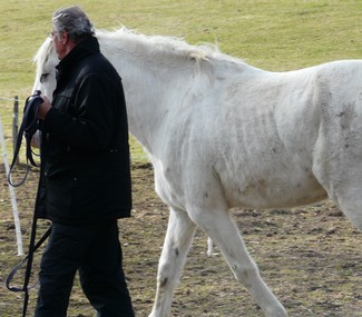 Thérapie par le cheval