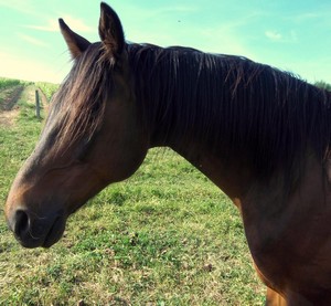 Thérapie en Bourgogne avec le cheval 