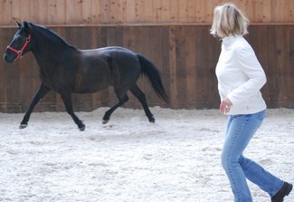 Th&eacute;rapie gr�ce au cheval