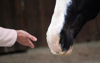 Th&eacute;rapie gr&acirc;ce au cheval - Public d'enfants