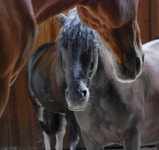 Non verbal communication training : when people interact with horses this is all about non verbal communication