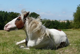 Tao of equus : From Linda Kohanov in Arizona, US to Monique Miserez near Bordeaux, France