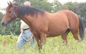 La relation individu/cheval - un fabuleux terrain de communication non verbale