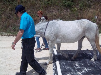 Thérapie par le cheval