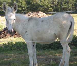 Thérapie avec le cheval en Bourgogne du sud