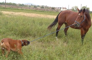 Thérapie avec le cheval en Bourgogne